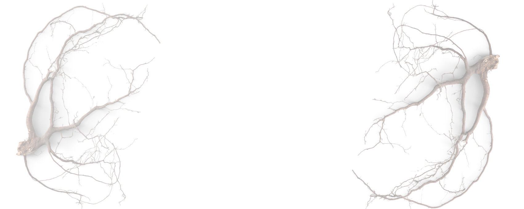 collection-banner-image