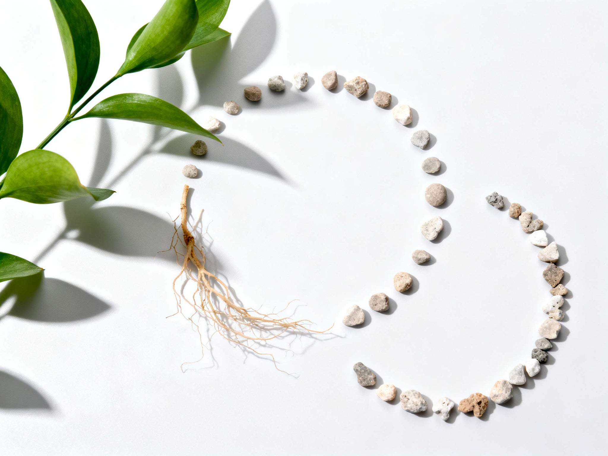 Guía de Crononutrición 2025: Cuándo tomar cada suplemento para máxima absorción